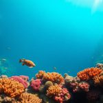 Great Blue Hole Belize: Essential Guide to Diving and Snorkelling