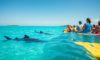 Whale Shark Swimming: Top Tips and Ideal Times in Belize