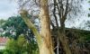 Spotted Gum Tree Lightning Strike in Adamstown Heights