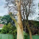 Spotted Gum Tree Lightning Strike in Adamstown Heights