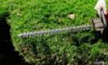 Hedge Trimming Best Practices for Queen Camel Gardens