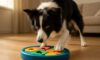 Border Collie Mental Stimulation Tips to Keep Them Engaged